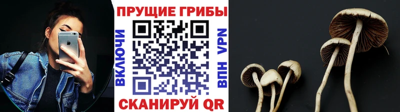 где найти   Сольцы  Галлюциногенные грибы мухоморы 